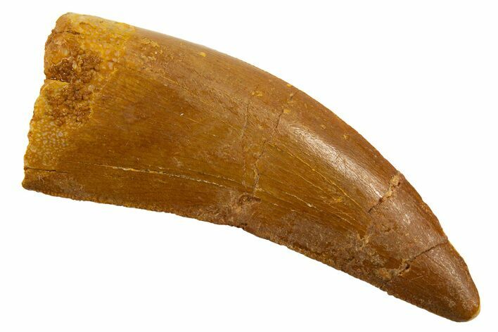 Serrated, Theropod (Deltadromeus?) Tooth - Morocco #329851